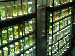 -广东中医药博物馆