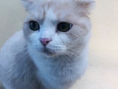 -藏猫猫咖啡主题馆(中央大道店)