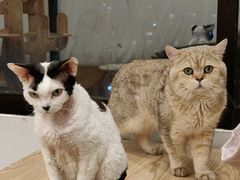 -有喵·猫咖·狗咖·40+猫狗有小奶狗(岗厦店)