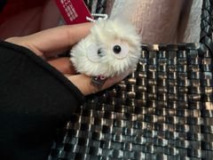 -K22.酸奶草莓(淮安吾悦广场店)