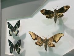 -上海昆虫博物馆