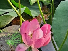 -羊亭河湿地公园