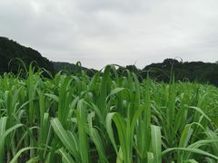 -八卦田遗址公园