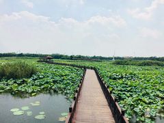 -荷塘月色湿地公园·向阳花洲