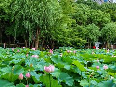 -陈家山荷花公园