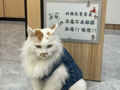 -瑞派雷欧宠物医院·24h夜诊·心脏骨科牙科·全科重症转诊中心(无影山店)