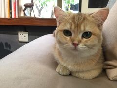 店里的猫-咖法森林·咖啡  酒吧(天河店)