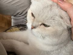 -蓝鲸·缅因猫舍