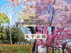 -顾村公园