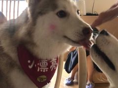 -Husky Go! 哈士奇体验馆·宠物咖啡厅狗咖