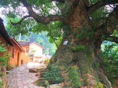 -杨家堂村