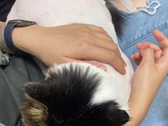 -北京观赏动物医院·24小时大型综合·猫专科·异宠专科