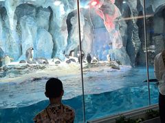 -帝企鹅自助餐厅•儿童岛•真企鹅(长隆企鹅酒店)