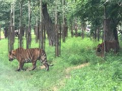 -秦皇岛野生动物园