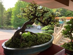 -深圳仙湖植物园