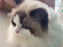 -乐琪宠物医院·犬猫专科·骨外科·急重症