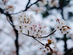 -京都御所