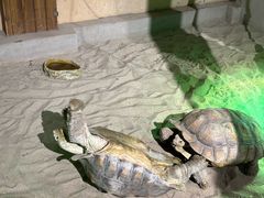 -萌宠奇缘(荣鼎店)