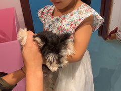 -翊宠yipet猫狗购宠庄园犬舍•猫舍