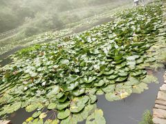 -爱情山风景区