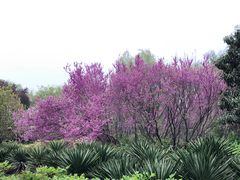-洛阳市隋唐城遗址植物园