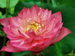 -合肥滨湖国家森林公园