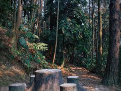 -缙云山景区