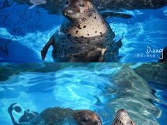 -泉城欧乐堡海洋极地世界