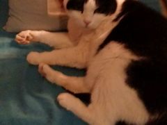-Anne猫窝咖啡屋
