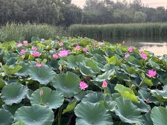 -前关湿地公园