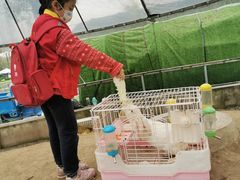 -前小桔亲子创意农场·草莓采摘·露营烧烤