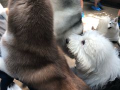 -TrueLove @ Neverland (Husky Cafe)