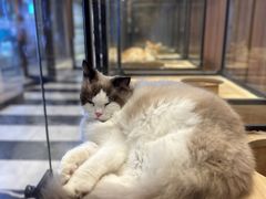 -袖虎·猫馆(体育西路店)