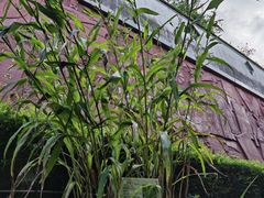 -广州神农草堂中医药博物馆