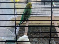 -吉丁鸟咖·异宠·寄养
