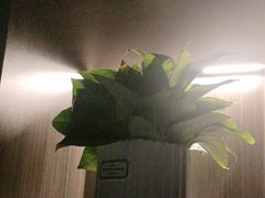 -梵猫·新养生(鹭江大同店)