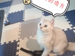-艾吉宠物医院·疑难杂症转诊中心·猫友好(碧江路院)
