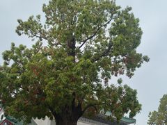 -广东圆玄道观