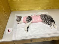 -中农大我爱我爱动物医院·核磁CT·猫病·24小时夜诊中心(石佛营店)