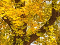 -三里屯东五街银杏大道