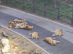 -大连森林动物园