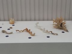 -青岛贝壳博物馆