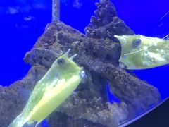 -江和美海洋公园