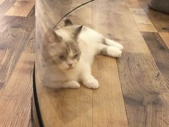 -袖虎·猫馆(体育西路店)