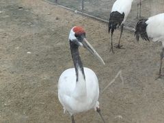 -盐城丹顶鹤湿地生态旅游区