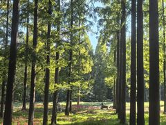 -黄海国家森林公园