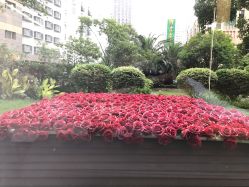 -上海玫瑰医疗美容医院