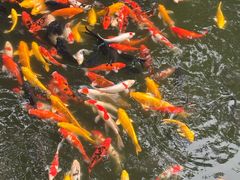 -合肥野生动物园