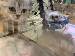 -藏猫猫咖啡主题馆(中央大道店)