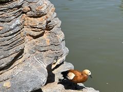 -青藏高原野生动物园